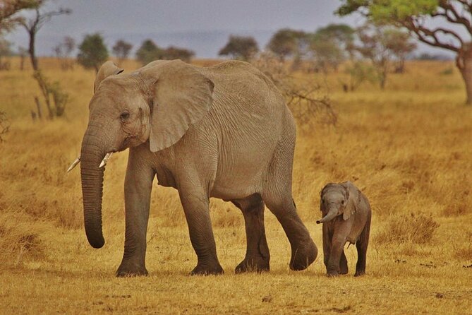 7-Day Magical Tanzania Safari -Premium High End Package - From Kilimanjaro Airport to Arusha: a smooth start that buys you energy