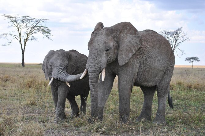 7-Day Magical Tanzania Safari -Premium High End Package - Serengeti National Park: migration hunting over two safari days