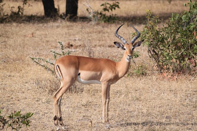 7-Day Magical Tanzania Safari -Premium High End Package - Serengeti to Ngorongoro Conservation Area: Big Cats hunting time