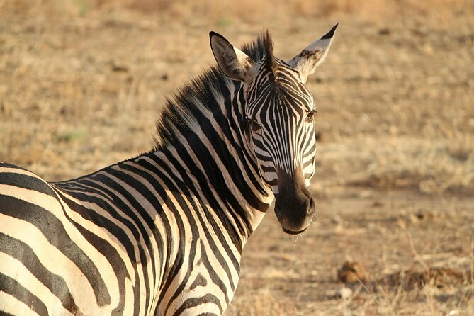 7-Day Magical Tanzania Safari -Premium High End Package - Ngorongoro Crater: full-day crater tour with shaded picnic lunch