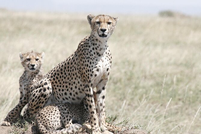 7-Day Magical Tanzania Safari -Premium High End Package - Tarangire National Park: walking with an armed ranger and lunch on a table