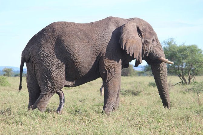 7-Day Premium Luxury Tanzania Safari All-Inclusive - Lake Manyara: birds, baobabs, and tree-life surprises
