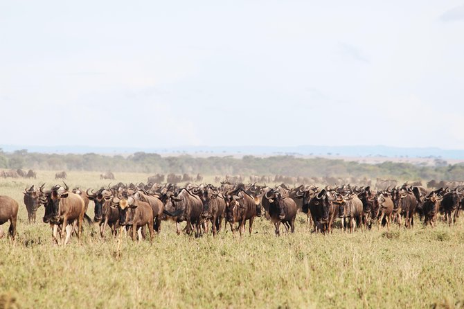 7-Day Premium Luxury Tanzania Safari All-Inclusive - Vehicle and pacing: private doesn’t mean careless