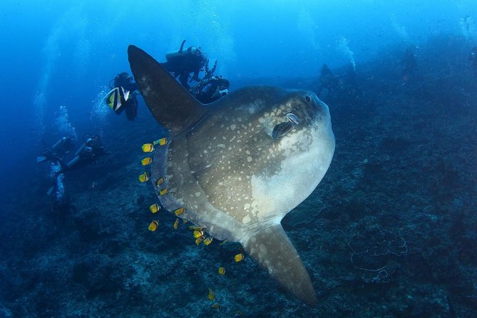 7 Fun Dives in Nusa Lembongan (for certified divers) - Premium Value Package - Key takeaways before you book