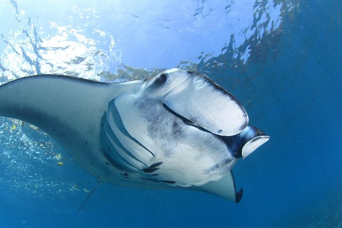 7 Fun Dives in Nusa Lembongan (for certified divers) - Premium Value Package - What’s actually included in this 7-session package
