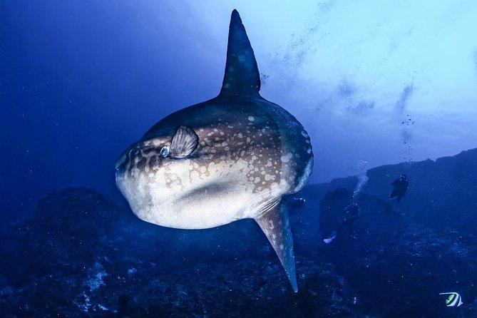 7 Fun Dives in Nusa Lembongan (for certified divers) - Premium Value Package - What it feels like when the instruction is the difference