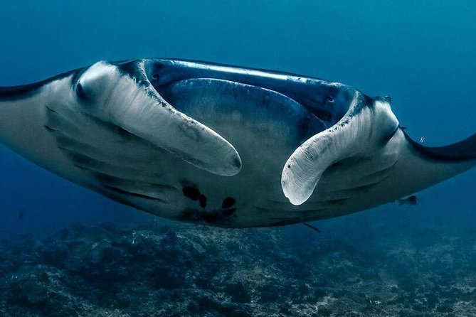 7 Fun Dives in Nusa Lembongan (for certified divers) - Premium Value Package - Price and value check at $311.68 per person