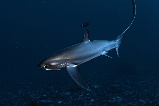 7 Fun Dives in Nusa Lembongan (for certified divers) - Premium Value Package - Who this is best for (and who should skip it)