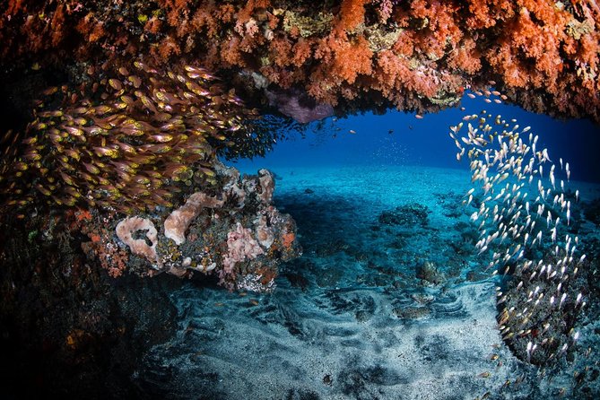 7 Fun Dives in Tulamben (for certified divers) - Premium Value Package - Equipment, comfort, and what’s actually included