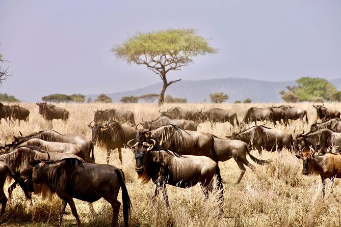 8-Day Essence of Tanzania Safari - Luxury - What This Luxury Tanzania Route Gets You In 8 Days