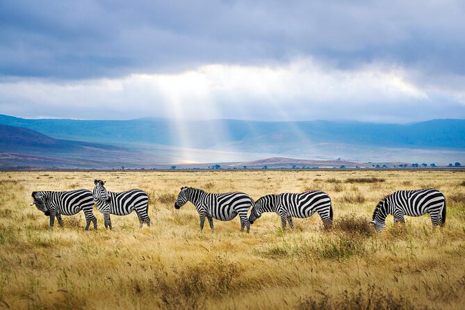 8-Day Essence of Tanzania Safari - Luxury - Lake Manyara: Tree-Climbing Lions and 400+ Bird Species Day