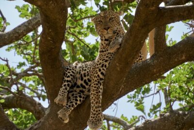 8-Day Essence of Tanzania Safari - Luxury - Arrival in Arusha (After Landing Near Kilimanjaro)
