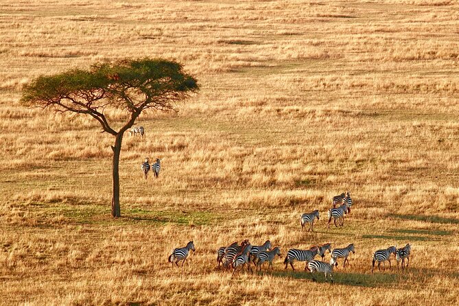 8-Day Essence of Tanzania Safari - Luxury - Serengeti via Olduvai Gorge: Big Cats, Lion Density, and Sundowner Time