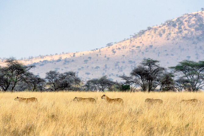 8-Day Essence of Tanzania Safari - Luxury - Ngorongoro Conservation Area: Maasai Village Visit and Crater Country Setup