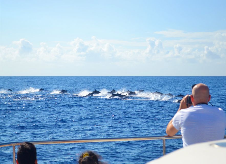 All Inclusive Whale and Dolphin Watching Luxury Tour - Key highlights I’d plan around