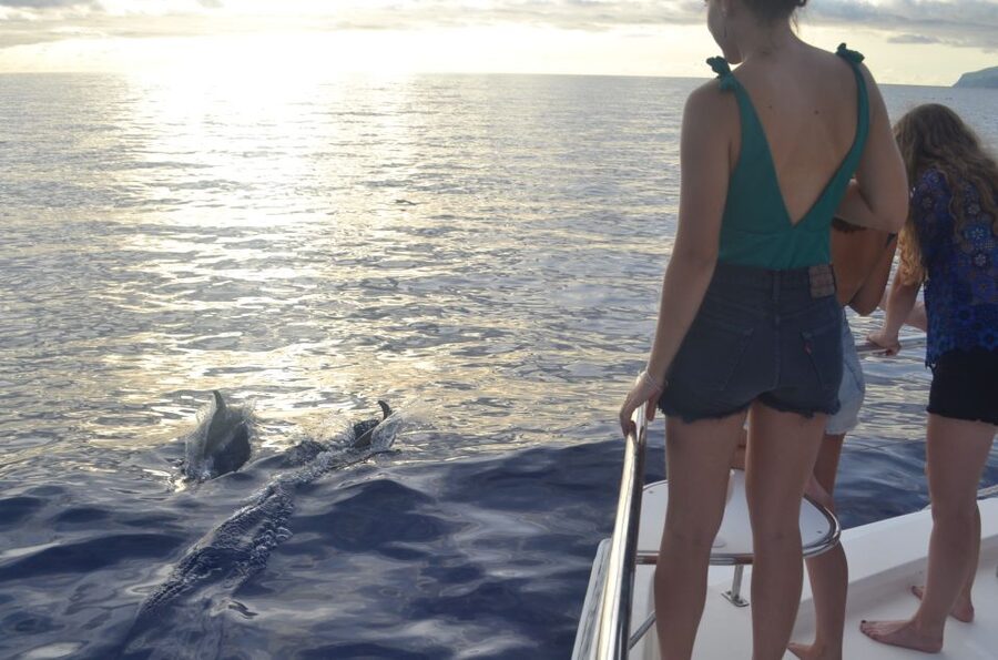 All Inclusive Whale and Dolphin Watching Luxury Tour - Quick tips to get the most out of your 3 hours