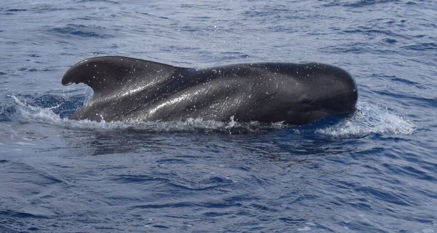 All Inclusive Whale and Dolphin Watching Luxury Tour - From Funchal marina to sea-scan mode in minutes