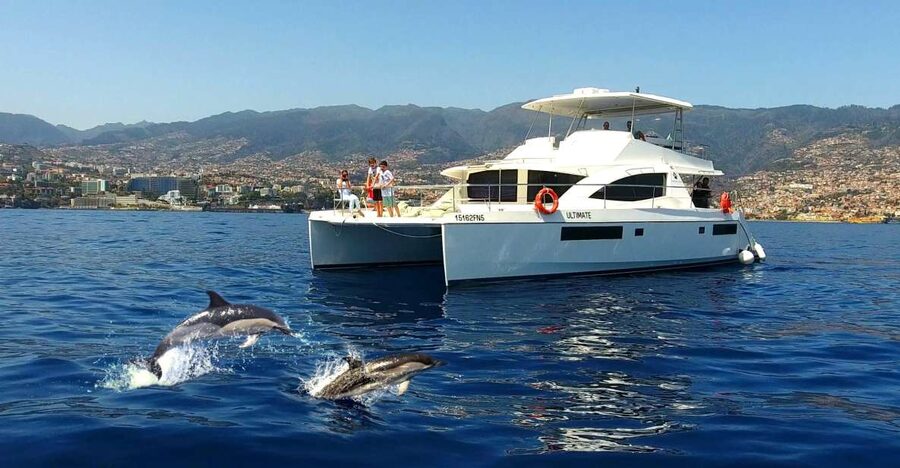 All Inclusive Whale and Dolphin Watching Luxury Tour - Mid-cruise “secret stop” and the vibe shift to lounge-and-look