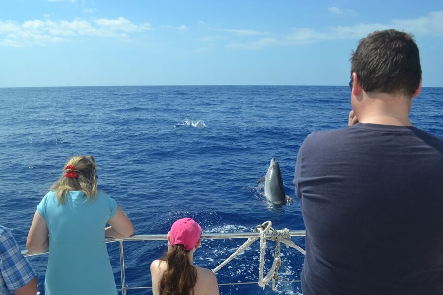 All Inclusive Whale and Dolphin Watching Luxury Tour - Drinks, snacks, and onboard comfort: what the premium buys you