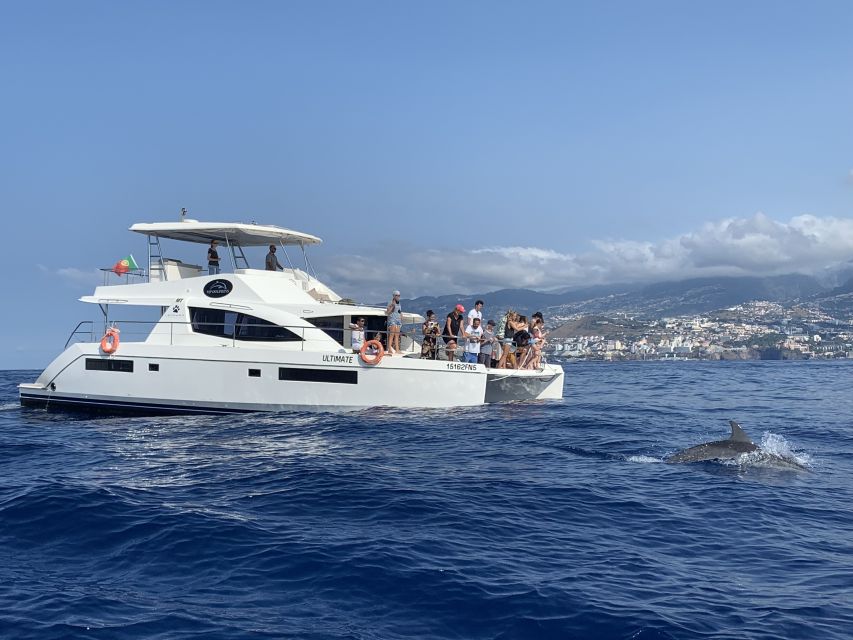 All Inclusive Whale and Dolphin Watching Luxury Tour - What the 3-hour rhythm feels like (schedule walkthrough)