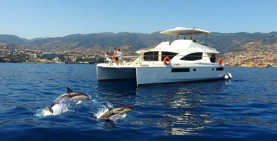All Inclusive Whale and Dolphin Watching Luxury Tour - Wildlife search: dolphins, whales, and turtles without the circus vibe