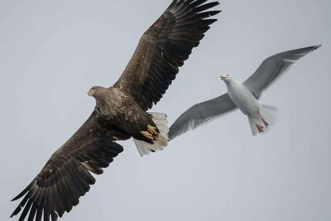 Arctic Fjordcruise & Safari in Tromso with Luxury Catamaran - The Rya stop and the wildlife you should keep your eyes on