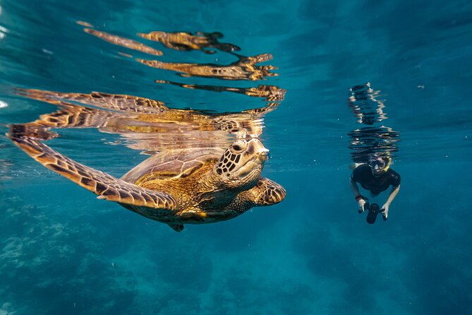 Ariki Adventures: Premium Sea Scooter Turtle Adventure - Sea Scooter Turtle Safari: Why This Works So Well in Rarotonga