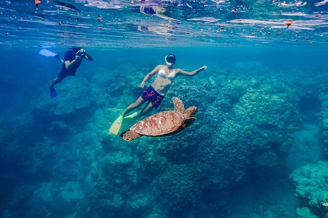 Ariki Adventures: Premium Sea Scooter Turtle Adventure - Conservation Credits That Aren’t Just Marketing