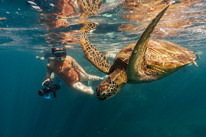 Ariki Adventures: Premium Sea Scooter Turtle Adventure - The 2-Hour Plan: What Happens From Ariki Adventures to Back Again
