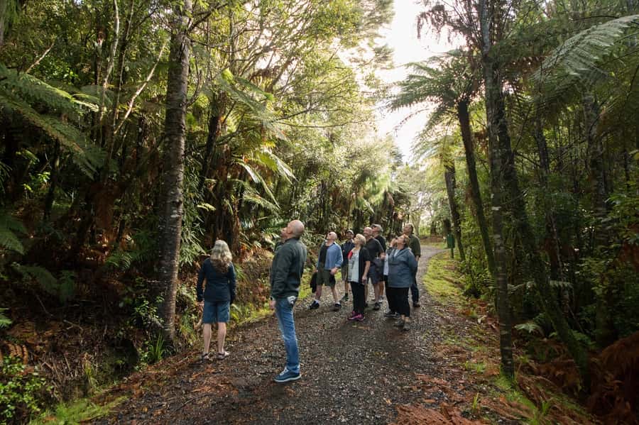 Auckland City, Beaches & Rainforest Premium Small Group Tour - Morning City Loop: Domain, Harbour Bridge, North Shore, and Mt Victoria