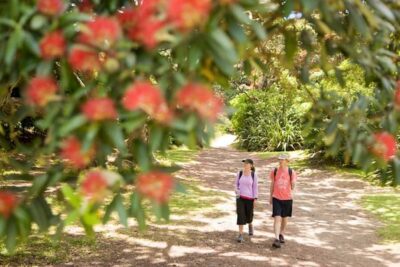 Auckland City & West Coast Luxury Tour - Auckland Domain, Parnell, and Tamaki Drive: The City Portion That Sets the Tone