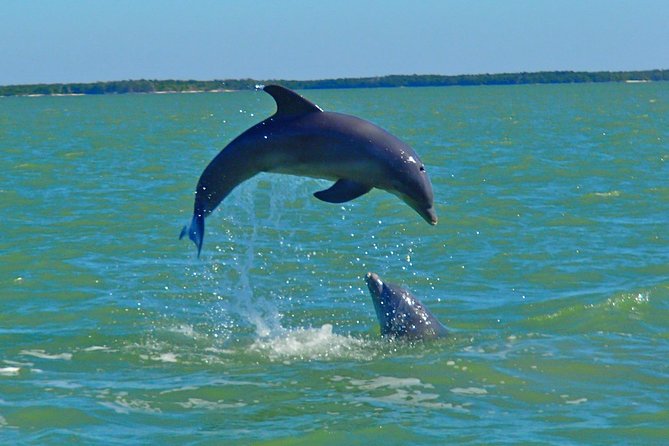 Avi's Premium Dolphin Tour by Jet Ski - Goodland Boat Park start: time, place, and what you’ll likely do first