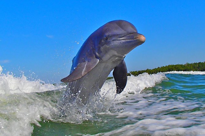 Avi's Premium Dolphin Tour by Jet Ski - How the 2-hour timing works for a Naples-area day