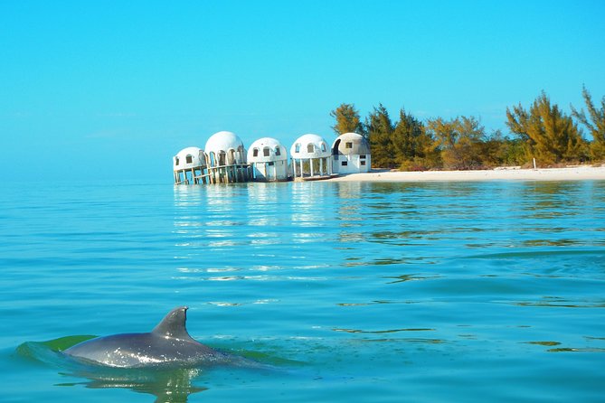 Avi's Premium Dolphin Tour by Jet Ski - Through the mangroves of the 10,000 Islands: slow scenery with real payoff