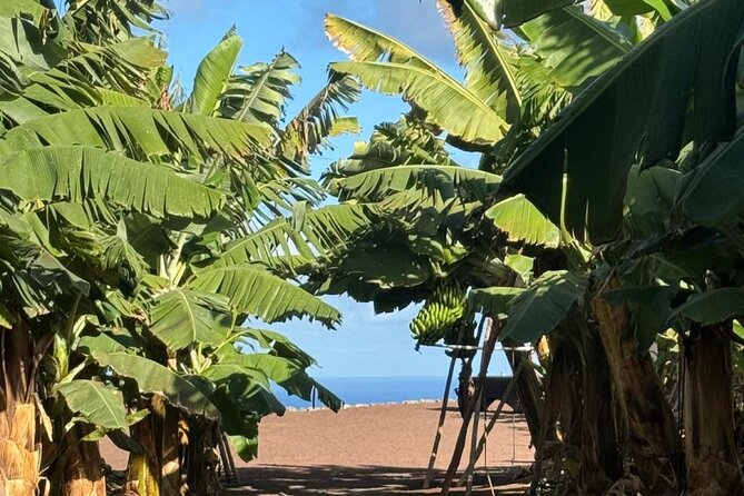 Banana Museum, Rum Distillery & Winery with Tasting: Premium tour - Arehucas Rum Distillery: cellars tour plus the tasting for ages 18+