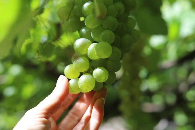 Banana Museum, Rum Distillery & Winery with Tasting: Premium tour - Bodega Los Berrazales: grapes, wine, coffee, and mojo in one package