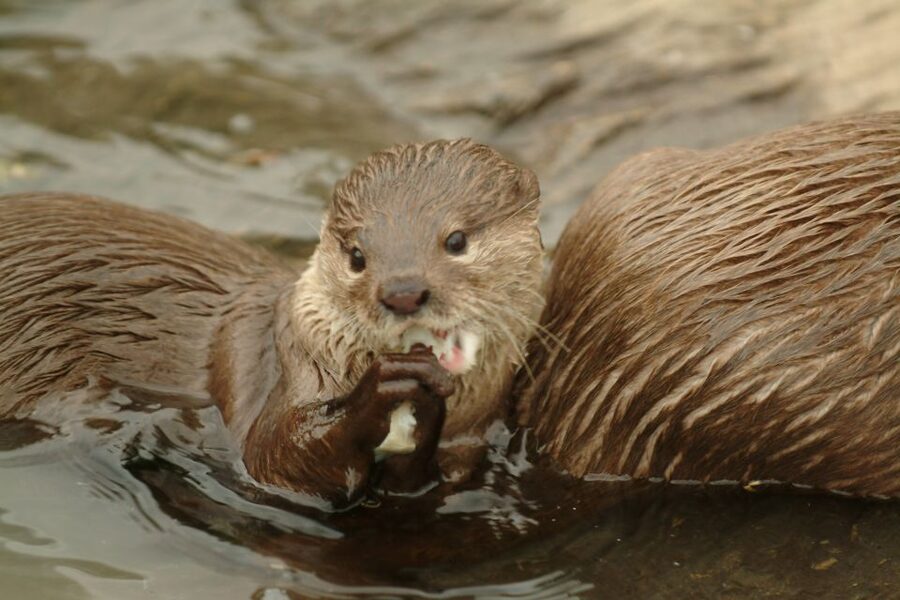 Benalmádena: Sea Life Benalmádena Premium Entry Ticket - Key things to know before you go