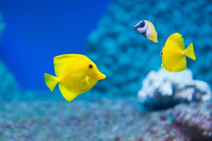 Benalmádena: Sea Life Benalmádena Premium Entry Ticket - What you actually see: the lineup of marine life