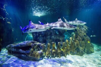 Benalmádena: Sea Life Benalmádena Premium Entry Ticket - Premium entry means you don’t have to rush