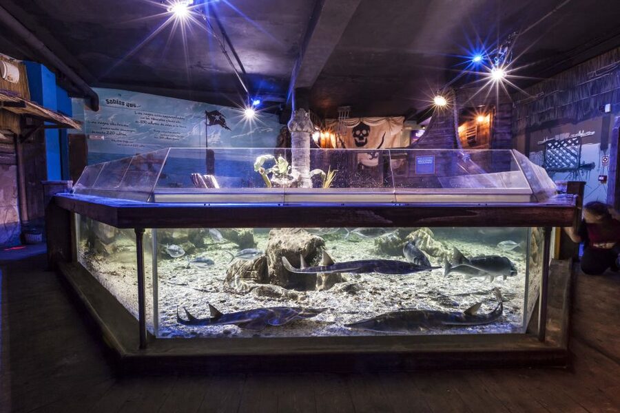 Benalmádena: Sea Life Benalmádena Premium Entry Ticket - Jurassic Tunnel and Yellow the turtle: the likely wow factor
