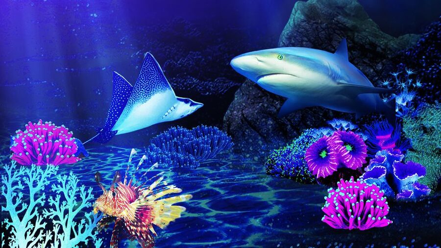 Benalmádena: Sea Life Benalmádena Premium Entry Ticket - How big is it, really? The “very nice, but very small” reality check