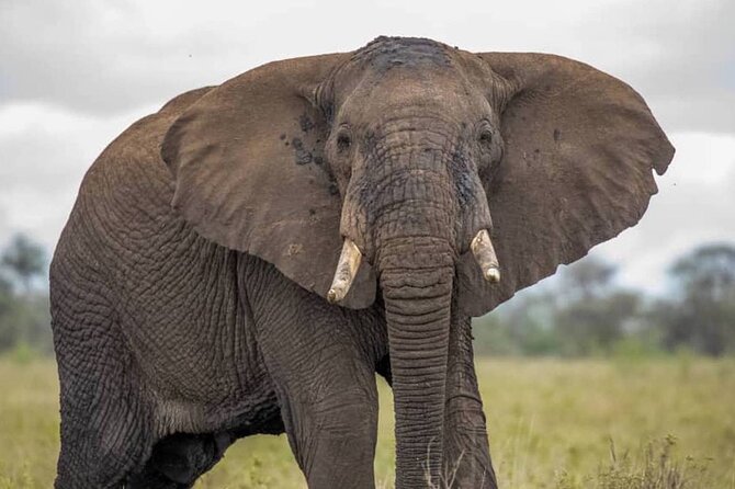 Big Five Luxury Safari in Tanzania - Big Five route from Arusha: what you cover in 7 days