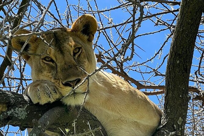 Big Five Luxury Safari in Tanzania - Serengeti time and the Great Migration chances