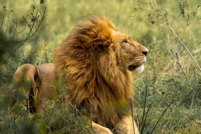 Big Five Luxury Safari in Tanzania - Lake Eyasi: birds, possible big cats, and a calmer side of Tanzania
