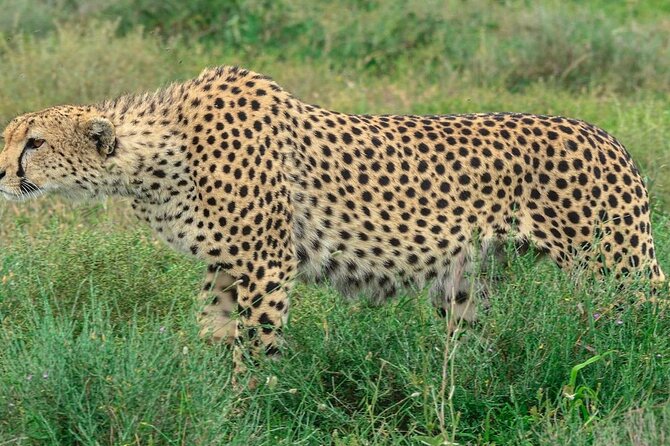 Big Five Luxury Safari in Tanzania - Ngorongoro Crater: rhinos, flamingos, and the eighth-wonder feeling