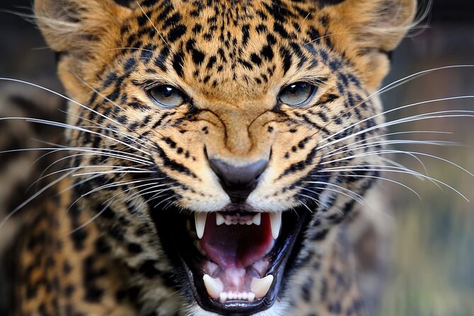 Big Five Luxury Safari in Tanzania - Vehicles, food, and comfort for a luxury safari without the fuss