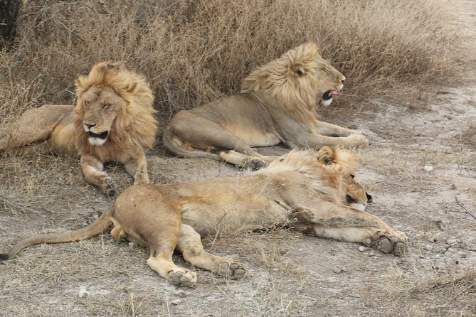Big Five Luxury Safari in Tanzania - Price and value: where your $2,900 per person goes