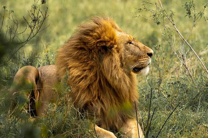 Big Five Luxury Safari in Tanzania - Lake Eyasi: birds, possible big cats, and a calmer side of Tanzania