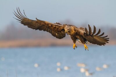 BIRDWATCH - Premium guided canoe tour at Cape Vente, Nemunas Delta Regional Park - Into the Curonian Lagoon shallow waters: how the birds react