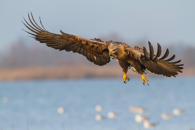 BIRDWATCH - Premium guided canoe tour at Cape Vente, Nemunas Delta Regional Park - Into the Curonian Lagoon shallow waters: how the birds react
